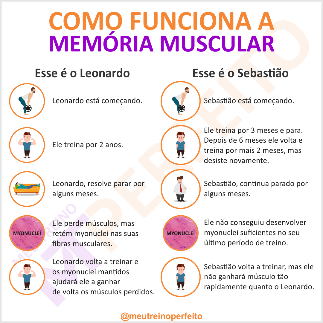 Como funciona a memória muscular