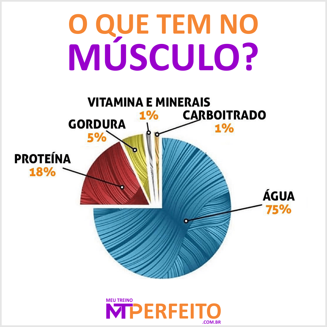 O que tem no músculo?