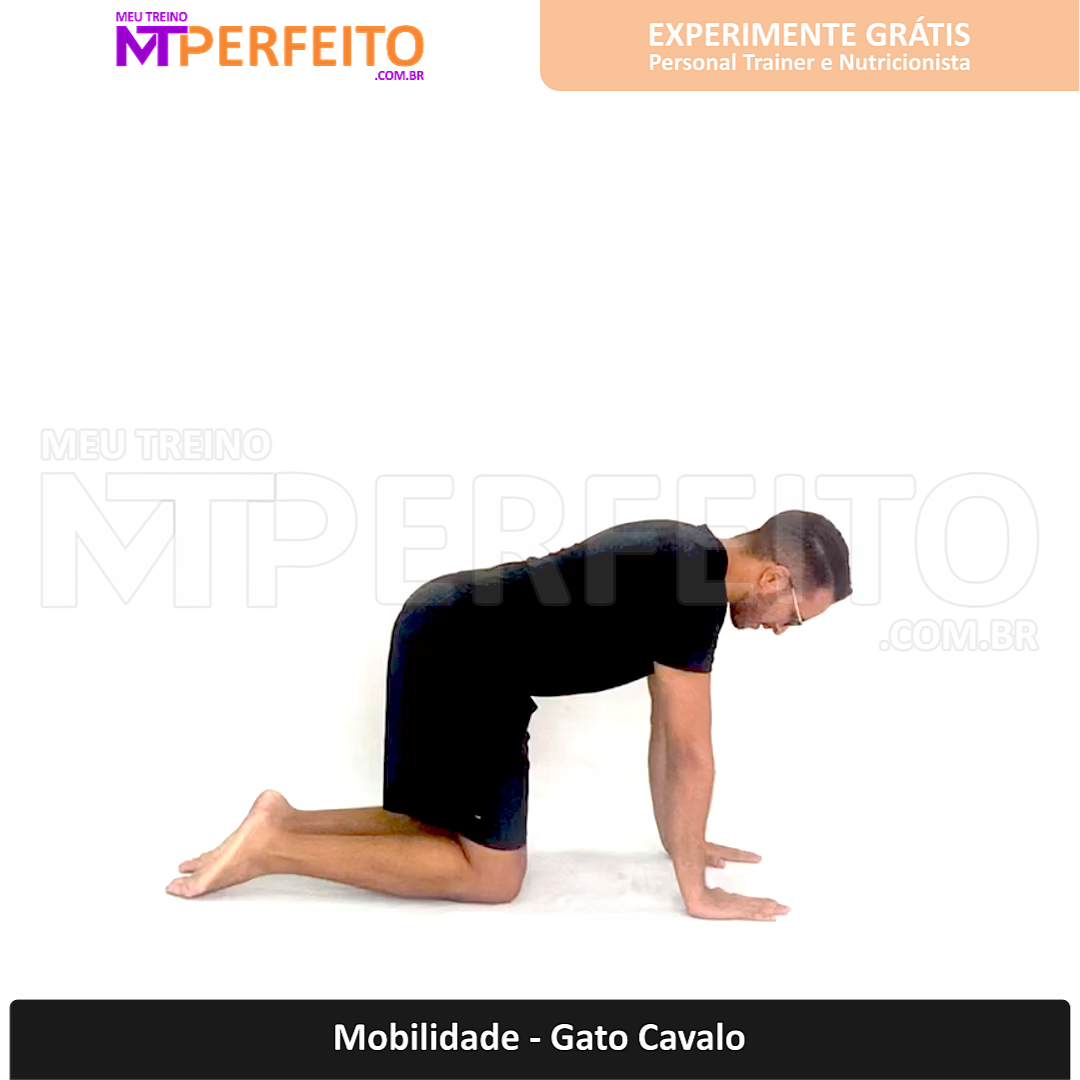 Exercício Gato Cavalo